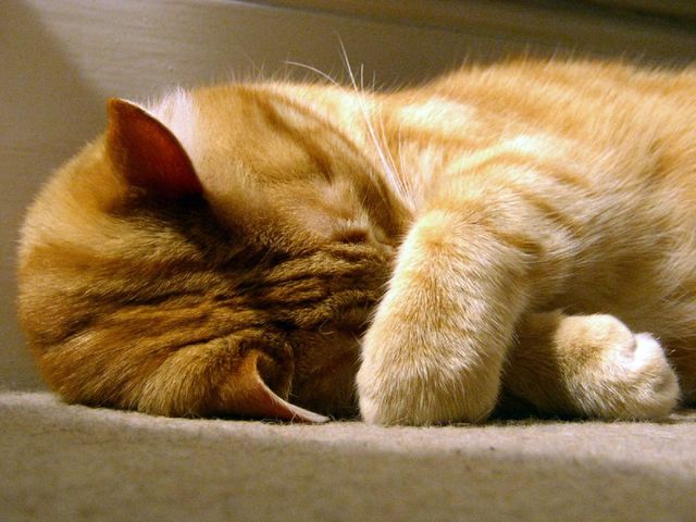 Кошка прячет нос