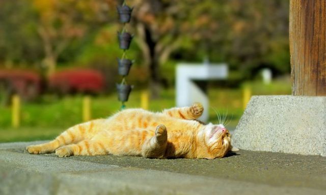 Кот нежится на солнышке