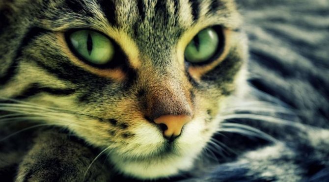 Как правильно определить погоду по кошке