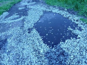 Бабочки на водоеме