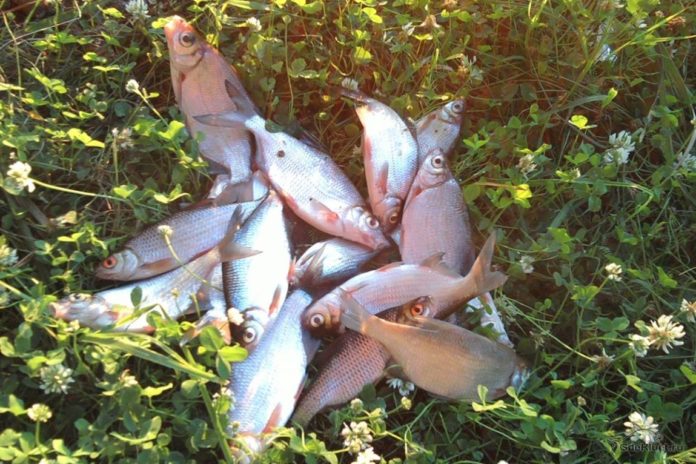 Ловля густеры