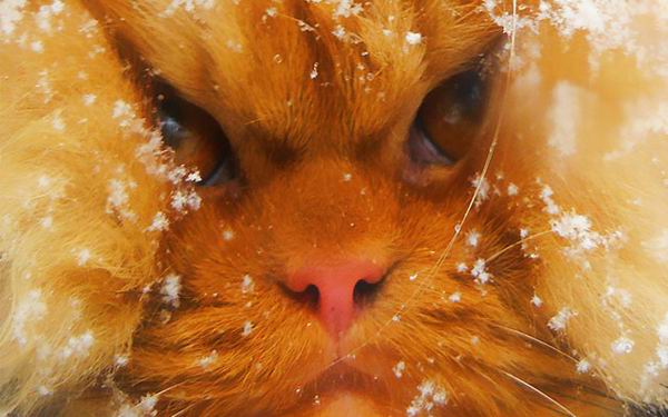 Какая будет зима? Народные приметы о погоде зимой