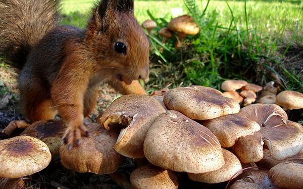 Какая будет зима? Народные приметы о погоде зимой