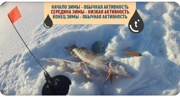 В какую погоду лучше клюёт щука зимой и при каком давлении