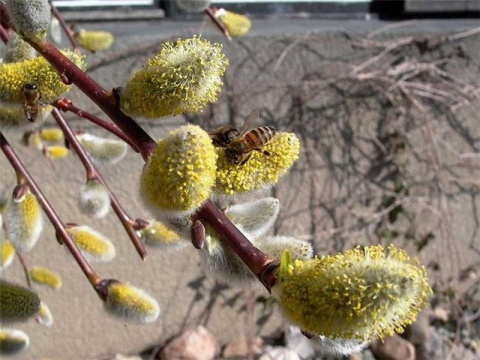 КАЛЕНДАРЬ НА АПРЕЛЬ 2015 г.