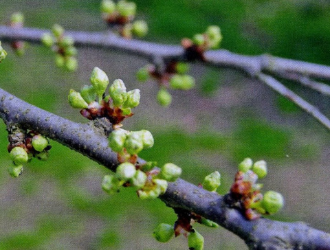 КАЛЕНДАРЬ НА АПРЕЛЬ 2015 г.
