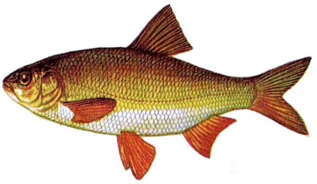 Календарь рыбалки, рыбака и клева 2019