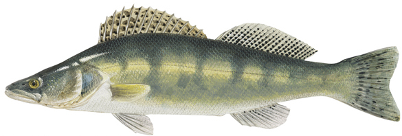 Календарь рыбалки, рыбака и клева 2019