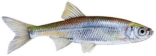 Календарь рыбалки, рыбака и клева 2019