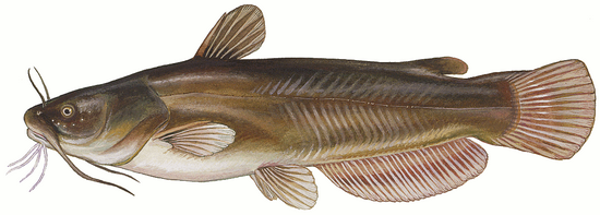 Календарь рыбалки, рыбака и клева 2019