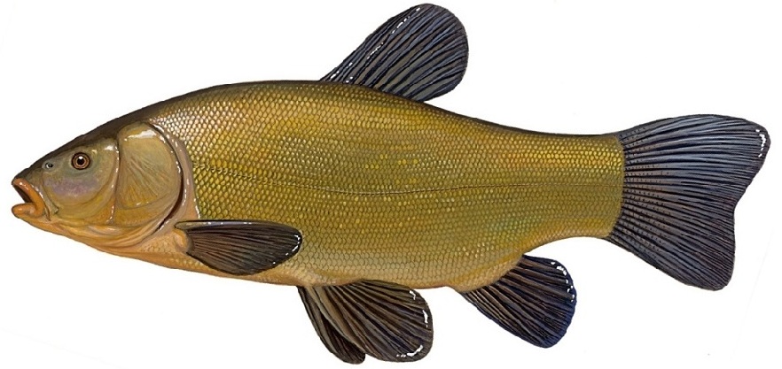 Календарь рыбалки, рыбака и клева 2019