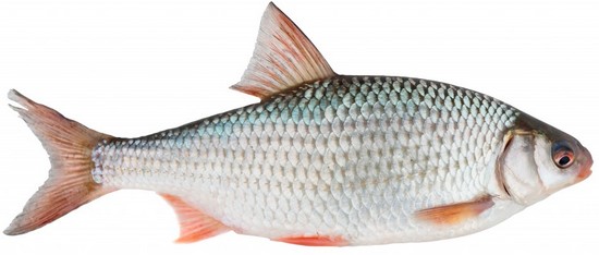 Календарь рыбалки, рыбака и клева 2019