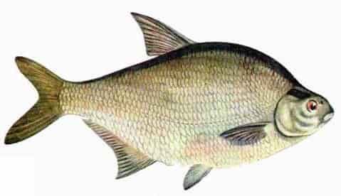 Календарь рыбалки, рыбака и клева 2019