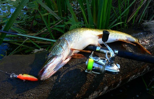 Клев рыбы в донецкой области