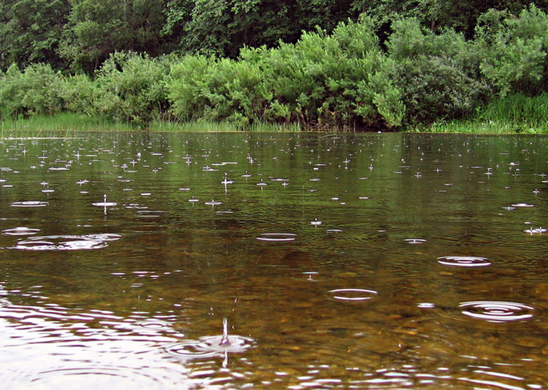 Клев рыбы в киеве