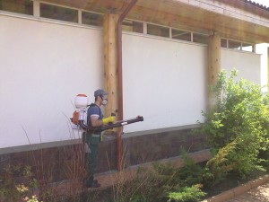 Опрыскивание содовых деревьев