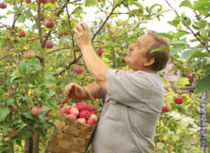Сбор и хранение осенних сортов яблок: когда собирать и какие плоды оставлять на зиму?
