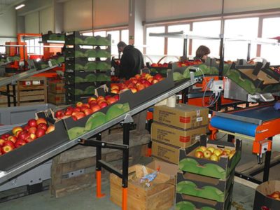 Когда собирать урожай яблок и как правильно его хранить