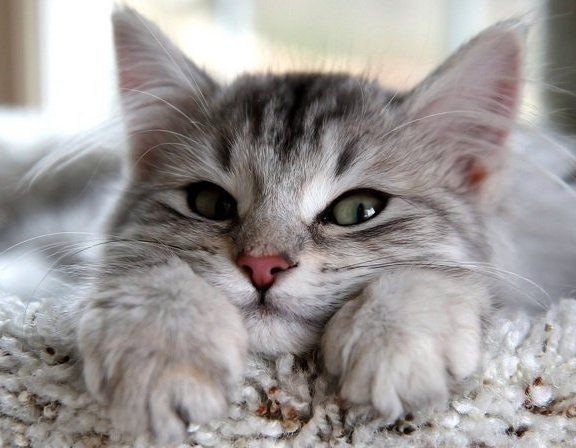 Кошки зимой