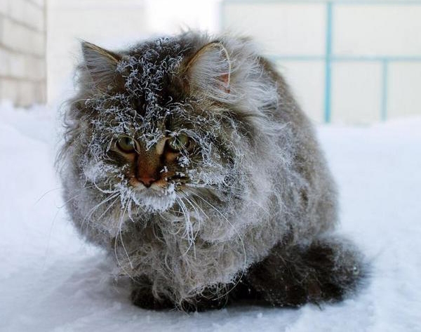 Кошки зимой