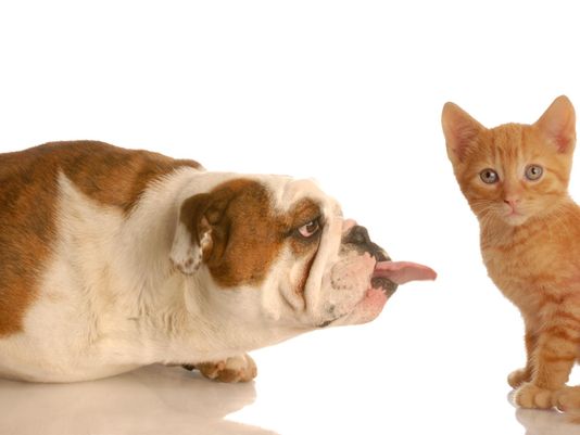 Кошки предсказывают погоду