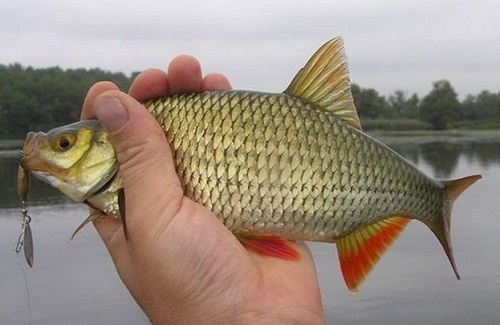 Рыба Красноперка