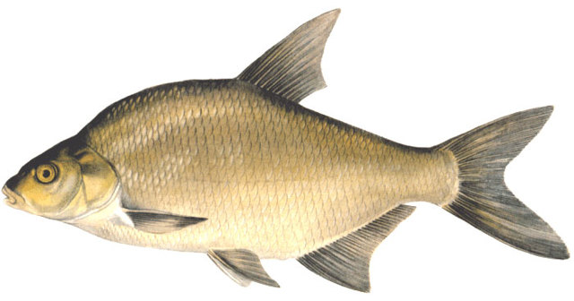 Лещ весной: особенности поведения и его влияние на ловлю