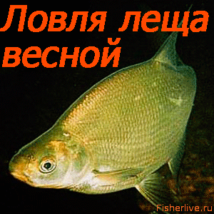 Лещ весной: особенности поведения и его влияние на ловлю