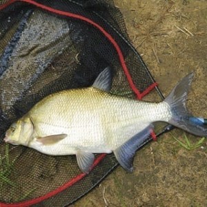 Лещ весной: особенности поведения и его влияние на ловлю