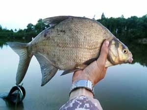 лещ на поплавочную удочку