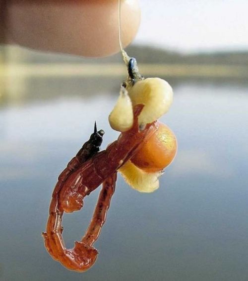 Мотылек вкупе с зерном кукурузы