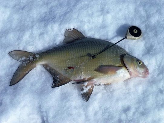 ловля леща зимой