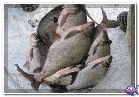 лещ в январе