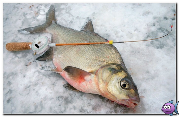 ловля леща на безмотылку