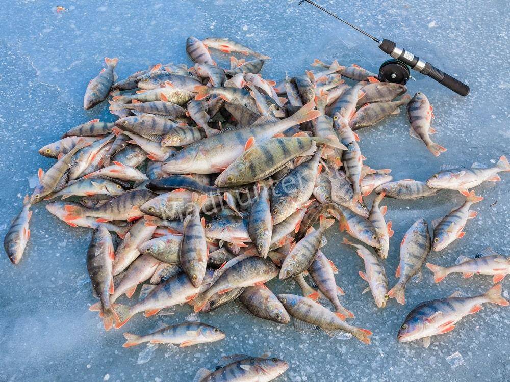 Ловля окуня зимой прикорм