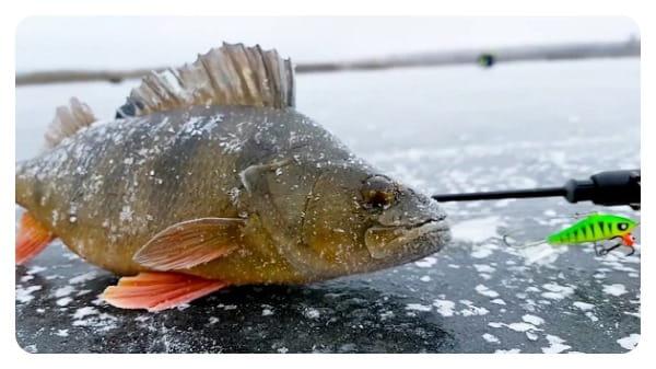 окунь пойманный на балансир