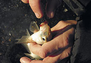 Ловля подлещика и леща зимой