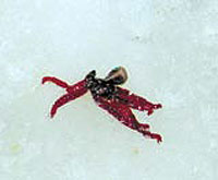 Ловля подлещика и леща зимой