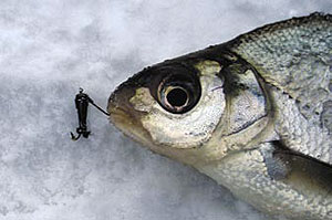 Ловля подлещика и леща зимой