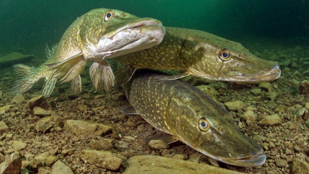 Ловля щуки весной