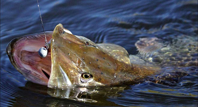 Щучья пасть