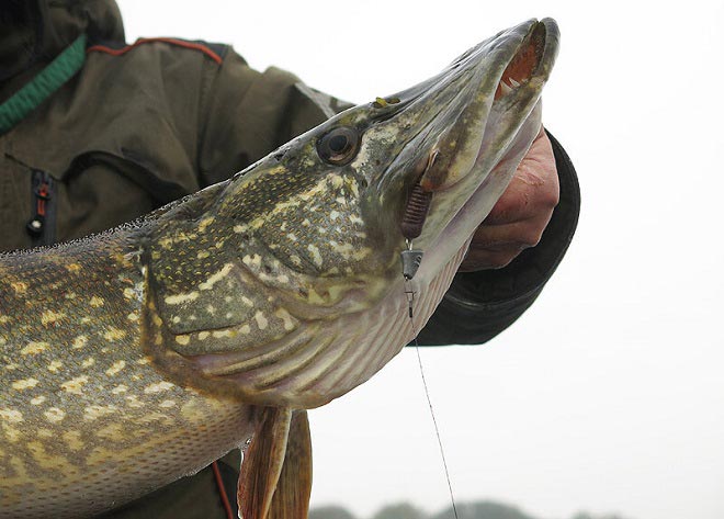 Щука осенью на спиннинг