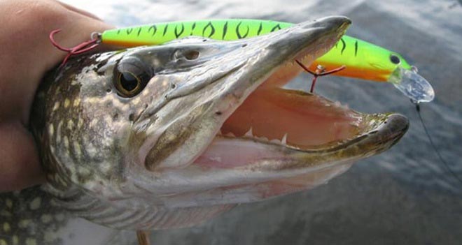 Щука на воблер