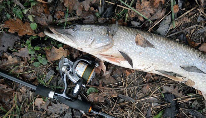 Щука осенью на спиннинг