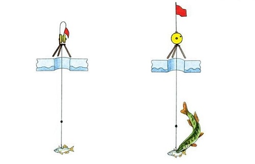 щука и жерлица