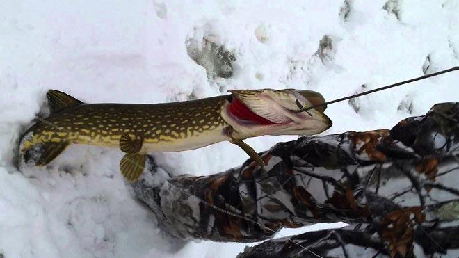 Щука на багре