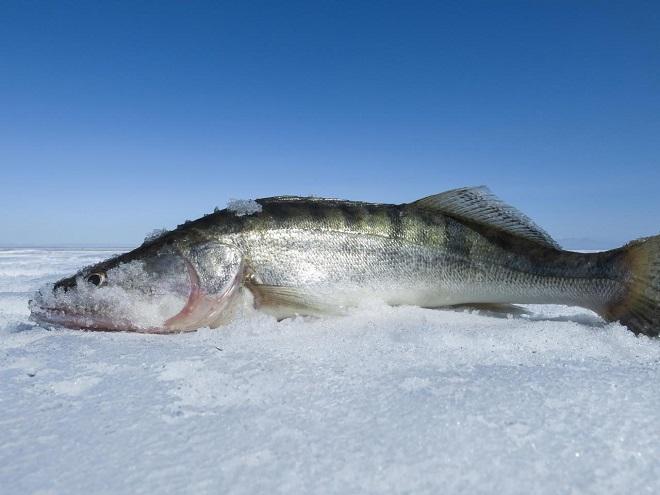 полосатый разбойник