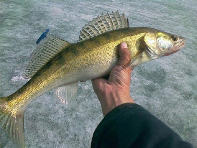 Судак в перволедье