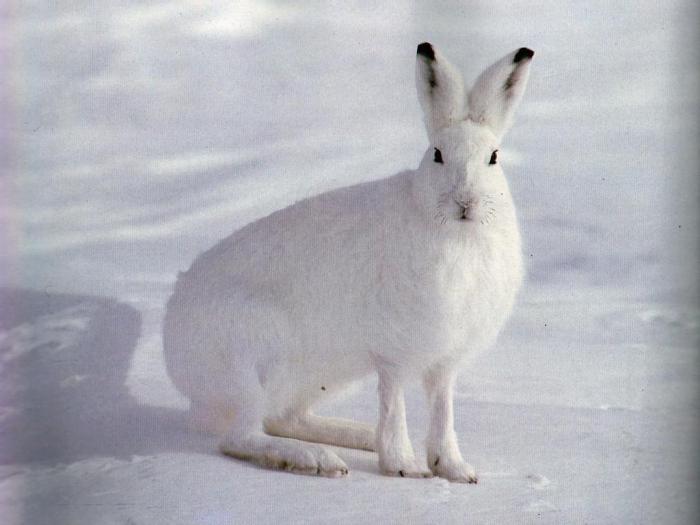 народные приметы на апрель