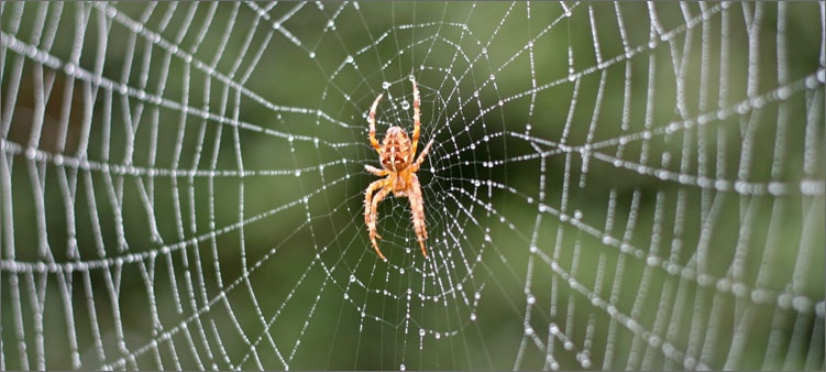 паук-на-паутине